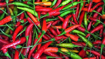 گرنگترین پێکهاتەکانی بیبەری تیژ