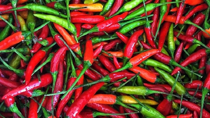 گرنگترین پێکهاتەکانی بیبەری تیژ