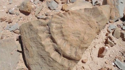 دۆزرانەوەی شوێنەوارێکی بەردەنیی 7 ملوێن ساڵان لە کوردستان