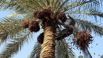 هەڵگرتنەوەی خورما لە باشووری ئێران