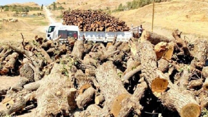Rexneya xelkê Şirnexa Tirkiyê ji hikûmetê ji ber birrîna daristanan