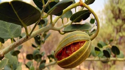 Taybetmendiyên Giyayê Kember (Kaparîs); 12 taybetmendiyên vî giyayê têrhesin