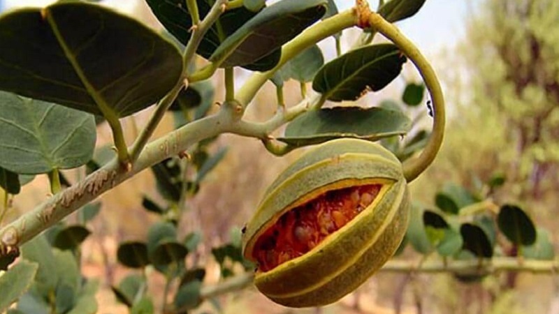 Taybetmendiyên Giyayê Kember (Kaparîs); 12 taybetmendiyên vî giyayê têrhesin