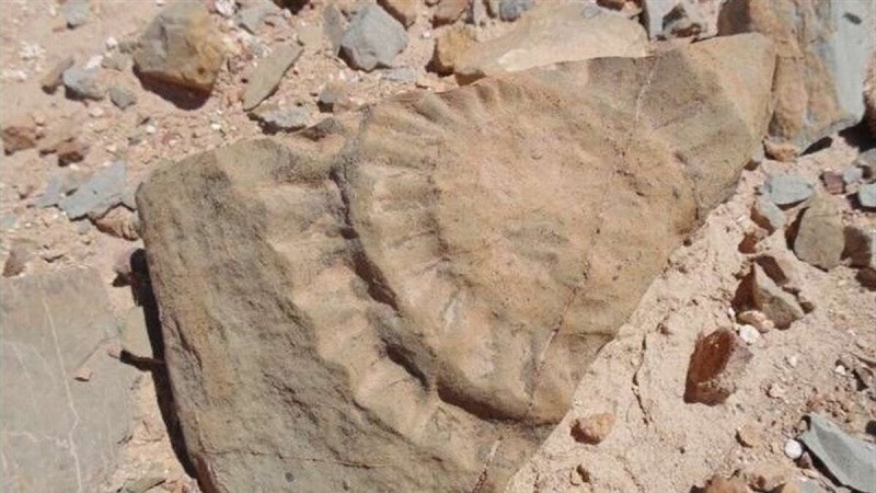 Şûnwarekî fosîlî yê 7 miliyon salî li Parêzgeha Kurdistanê hat keşifkirin