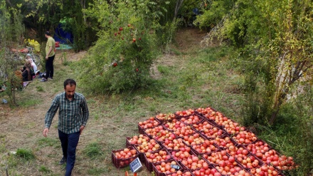 ڕنینەوەی هەنار لە ناوچەی ڕودباری باکوری ئێران
