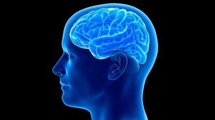 مێشکی مرۆڤ هەندێک لە بیرەوەرییەکان لەبیر ناکات؛ هۆکارەکەی چییە؟