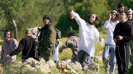 Werzê berhevkirina zeytûnan; tundbûna êrişên sîyonîstan ser cotkarên filistînî