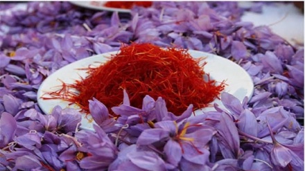 زعفران کی عالمی پیداوار میں ایران کی حصہ داری 90 فی صد سے زیادہ