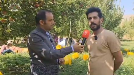 Destpêbûna berhevkirina sêvan li parêzgeha Azerbaycana Rojava