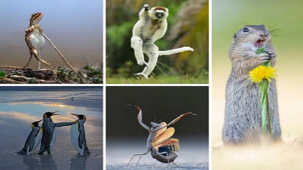 کامیڈی وائلڈ لائف فوٹوگرافی 2025