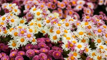 Foto izvještaj: Oktobar u kadru Irana; od festivala hrizantema do nacionalne izložbe rukotvorina