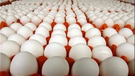 هێلکە چییە؟