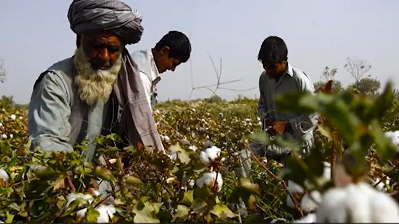   برداشت بیش از ۱۵۸ هزار متریک تُن پنبه در سراسر کشور