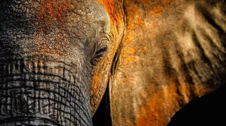 شمالی امریکہ کے نیچر فوٹوگرافی مقابلے کی بہترین تصاویر