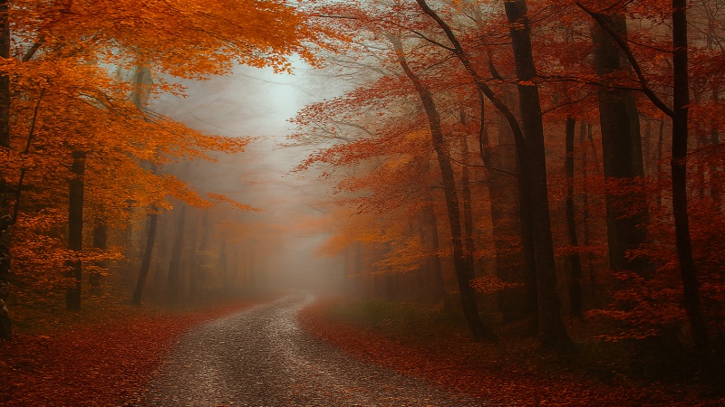 دالخانی کے جنگل کی سنہری خزاں