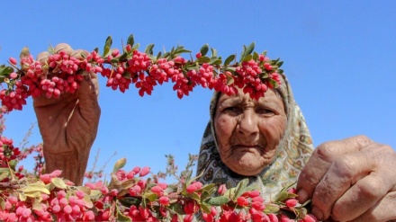 berhevkirina tirşokê li Xorasana Başûr 