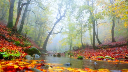 سروشتی پاییزی گیلان له ئێران