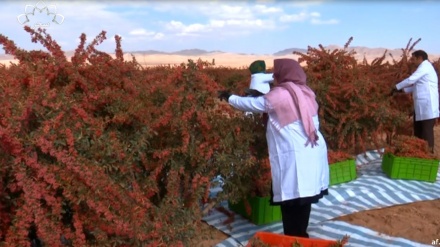 برداشت زرشک بی‎دانه در خراسان جنوبی ایران