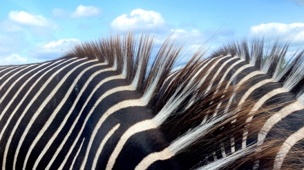 نایابترین وێنەکانی ئاژەڵەکانی نێو سروشت لەساڵی 2025