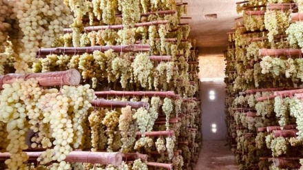 تاجران ایجاد کننده سردخانه از معافیت مالیاتی پنج‌ساله برخوردار می‌شوند