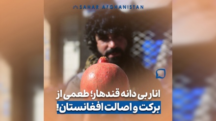 انارِ بی‌دانهٔ قندهار؛ طعمی از برکت و اصالت افغانستان