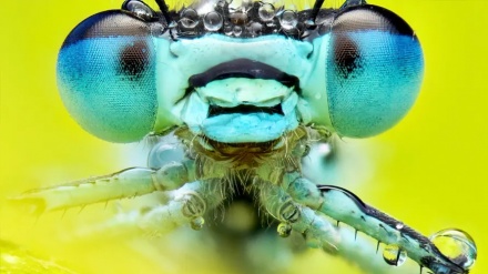 رائل سوسائٹی سائنسی فوٹوگرافی مقابلہ 2025