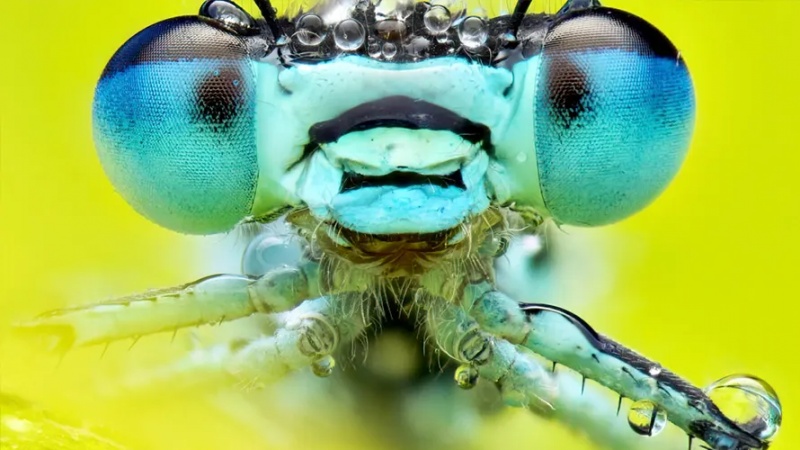 رائل سوسائٹی سائنسی فوٹوگرافی مقابلہ 2025