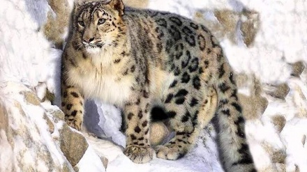 تداوم حملات پلنگ برفی به مواشی دامداران واخان بدخشان