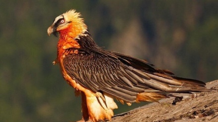 Destnîşankirina zêdetirî 100 celebên heywanan li Yezdê