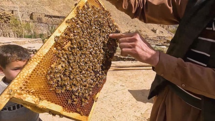 سلام افغانستان_زنبورداری