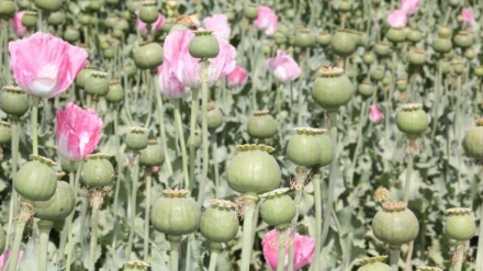 افغانستان کې د کوکنارو کښت او تولید کې ۹۵سلنه کموالی 