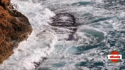  گۆرانییەک لە گرووپی مۆسیقای کامکارەکان