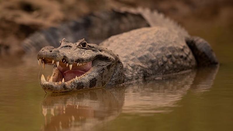 شاڵاوی تیمساحەكان بۆسەر خەڵک لە باشووری ئەفریقا