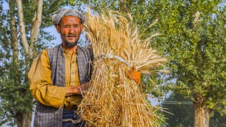 ارائه نزدیک به ۲ میلیارد افغانی تمویل مالی اسلامی به دهقانان و مالداران در کشور