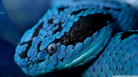 Rengê herî kêmdîtî li cîhanê