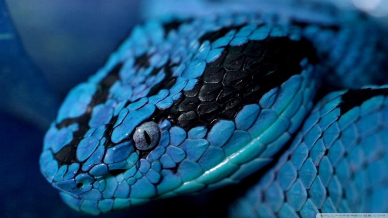 Rengê herî kêmdîtî li cîhanê