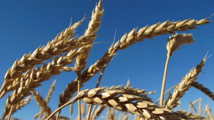 افزایش صادرات غلات قزاقستان به افغانستان