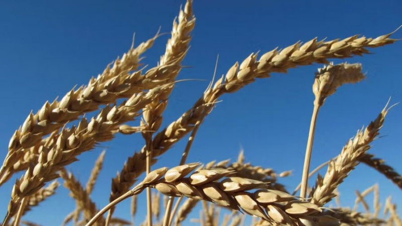 افزایش صادرات غلات قزاقستان به افغانستان