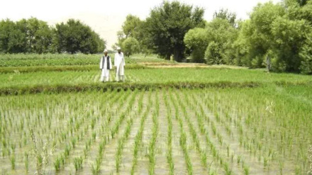 افغانستان کې سږ کال کرنیزو ځمکو کې د پام وړ زیاتوالی 